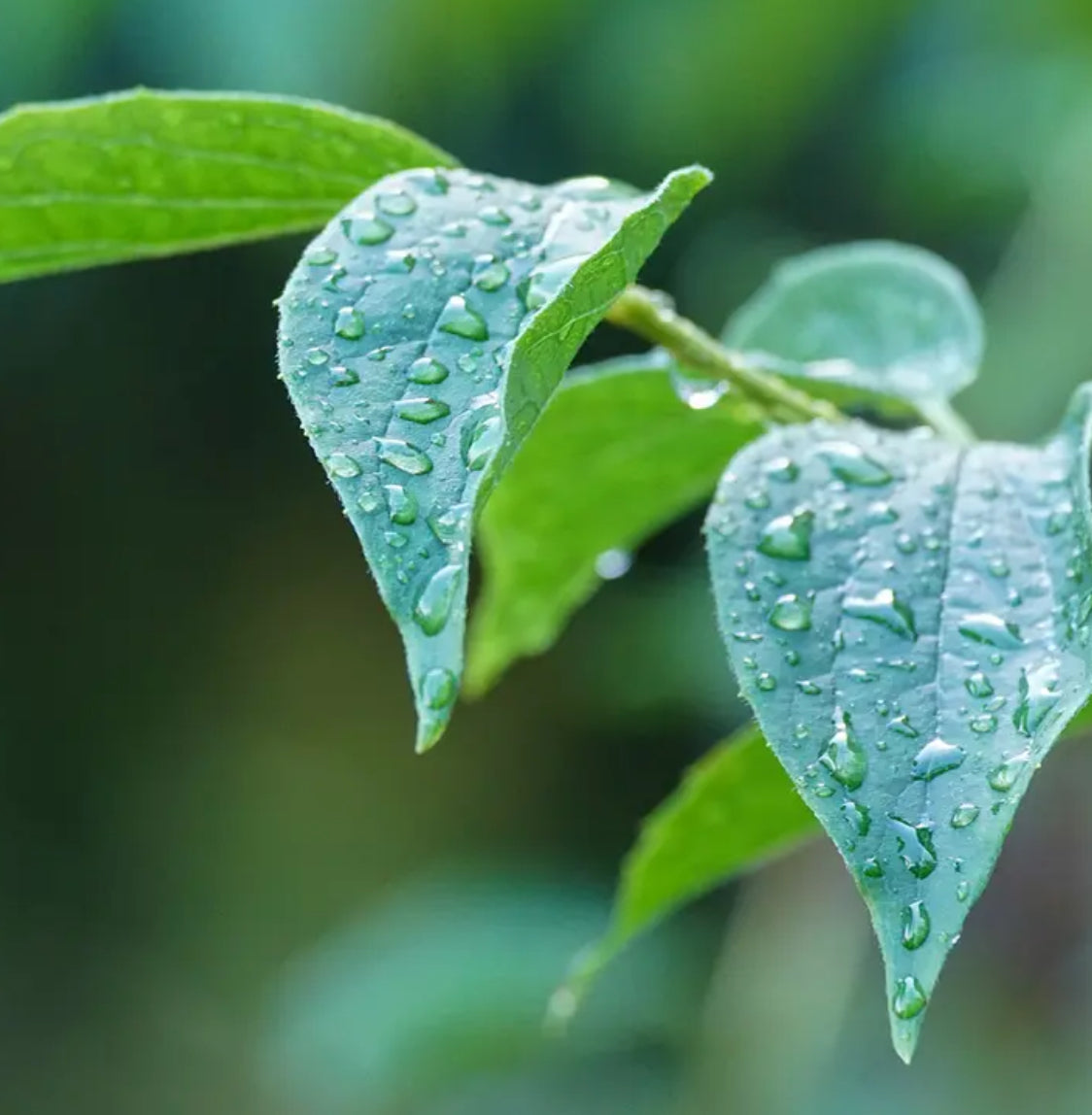 fresh morning dew
