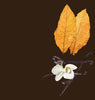 tobacco vanilla