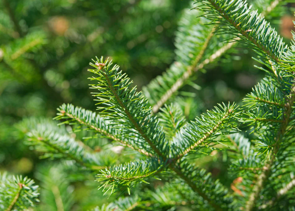 balsam fir
