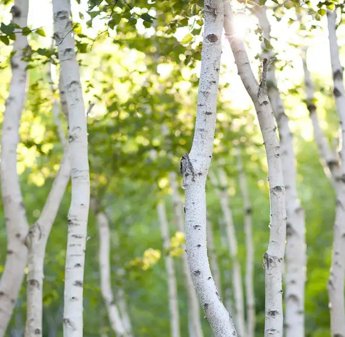 white birch