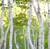 white birch