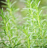rosemary & mint