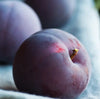 tuscan plum