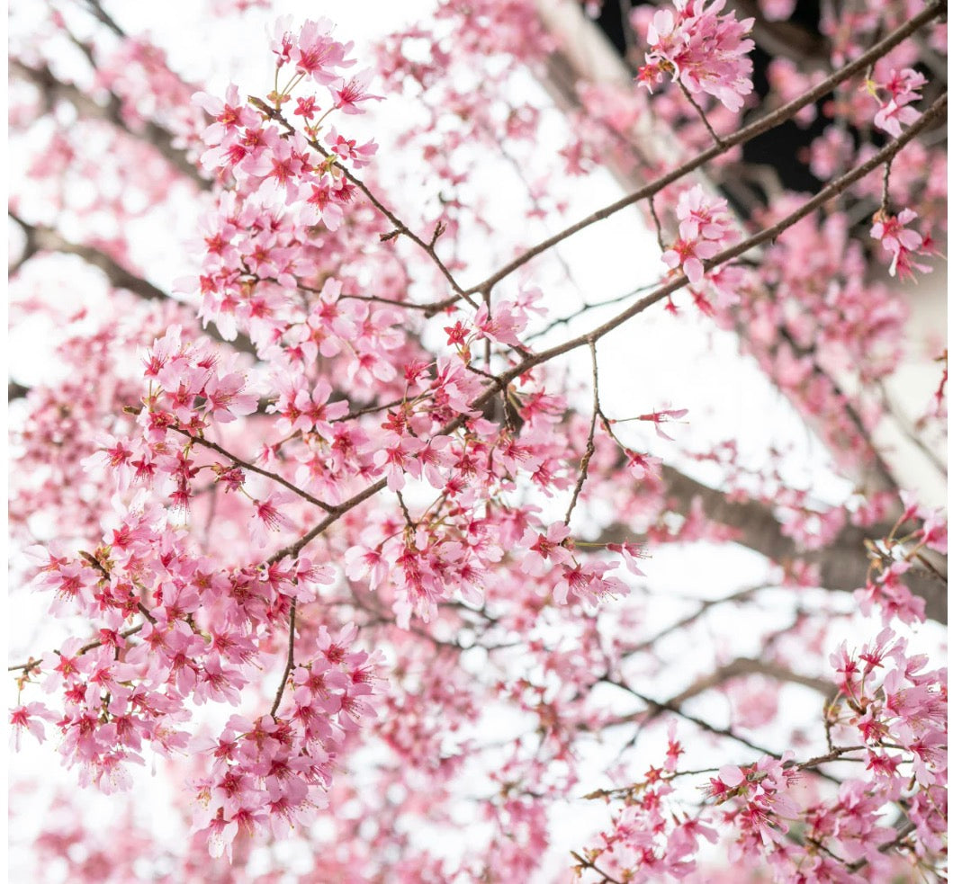 santal blossom