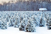 christmas tree farm - Wylie Candle Co.