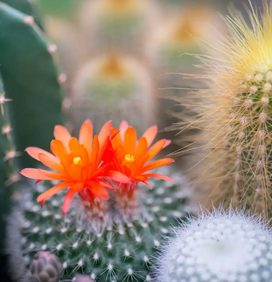 cactus blossom