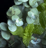 Eucalyptus spearment - Wylie Candle Co.